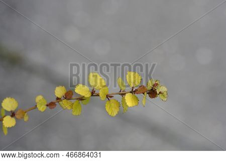Artctic Dwarf Birch Golden Treasure Branch With Leaves