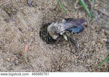 Natural Closeup Of A The Grey Backed Mining Bee , Female Andrena Vaga Entering Her Nest