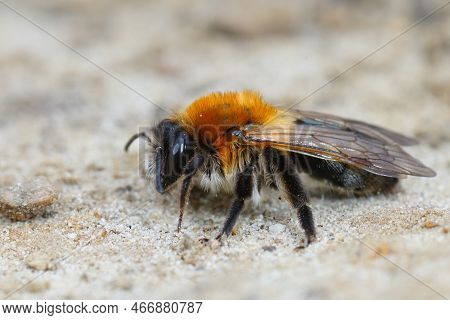 Natural Closeup Of A Female, Grey-patched Mining Bee, Andrena Nitida On Sandy Soil
