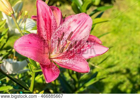 A Blooming Bud Of A Bright Pink-crimson Perennial Bulbous Lily.
