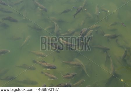 Fish Swim Close To The Surface Of The Water. Fish Pond In The Park. Natural Background