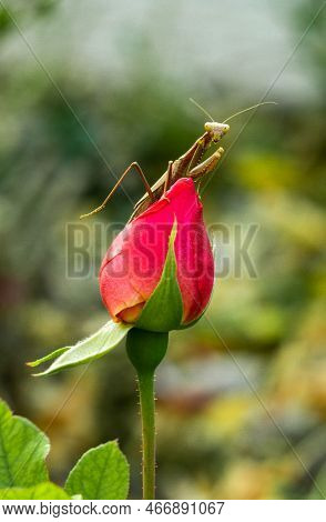 Close-up Insect Praying Mantis Sitting On The Bud Of A Pink Rose Flower. Blurred Background