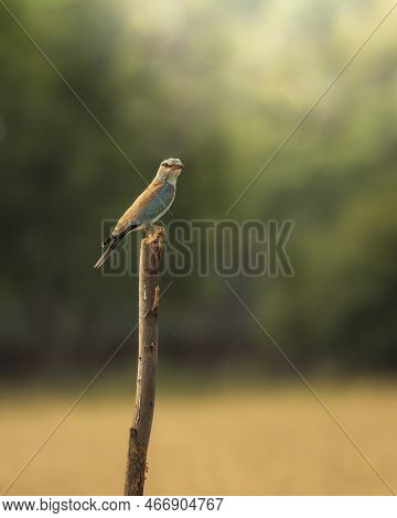 Wild Multi Color Bird Eurasian Or European Roller Or Coracias Garrulus Closeup Or Portrait Perched O