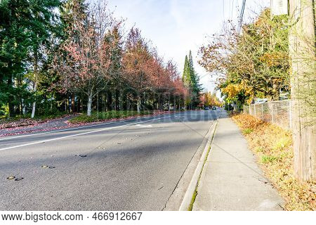 Autumn Trees Line A Streeet In Seatac, Washington.