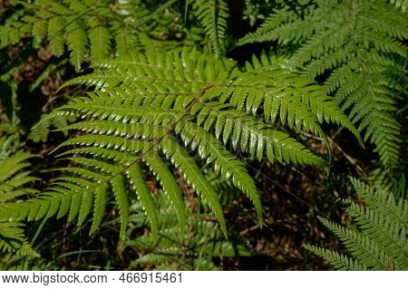 Closeup Shiny Green Fern Frond In New Zealand Forest