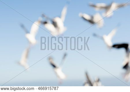 Blurred Birds In Flight Background Image Seagulls Against Blue Sky.