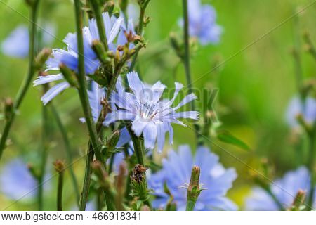 Blossomed Chicory Flowers On A Flower Meadow. Blue Flowers In The Woods, Or Succory Is A Herbaceous 