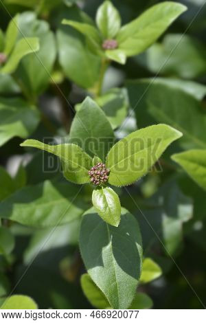 Laurustinus Gwenllian Flower Buds In The Summer