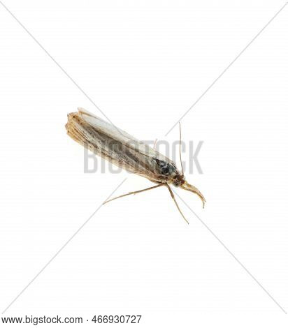 Single Chrysoteuchia Culmella Moth Isolated On White, Top View