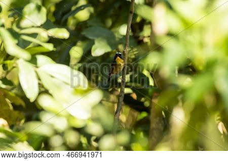 Rufous Bellied Niltava Or Niltava Sundara Bird Perched On Branch In Jim Corbett National Park Uttara