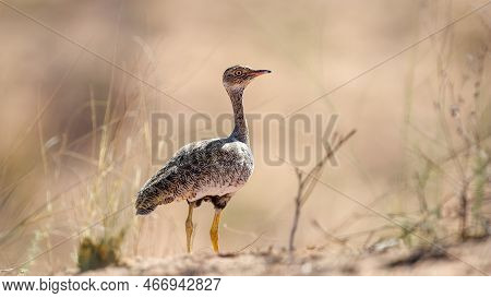 Northern Black Korhaan ( Afrotis Afraoides) Kgalagadi Transfrontier Park, South Africa