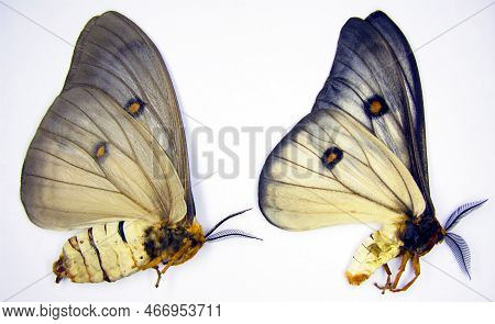 Saturnia Butterflies Isolated On White. Silk Moth Ceranchia Appolina Macro Close Up, Saturniidae, Co