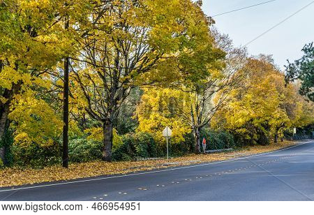 Autumn Trees Line A Streeet In Seatac, Washington.