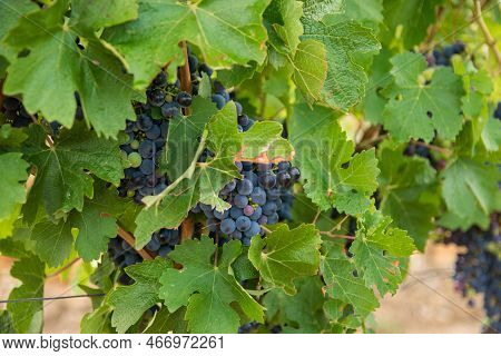Vineyards In Autumn Harvest. Large Bunches Of Red Wine Grapes In Sunny Weather.