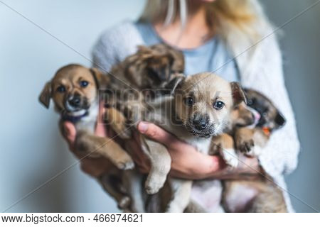 Closeup Indoor Portrait Of A Group Of Mixed-breed Rescued Puppy Dogs Held In The Arms Of Unrecogniza