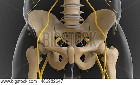 The Bony Skeleton Is Divided Into 2 Parts Axial Skeleton And Appendicular Skeleton 3D