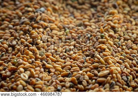 Selective Focus Fenugreek Seed (methi Dana) Culinary Herb Spice Top View Background,fenugreek Seed B