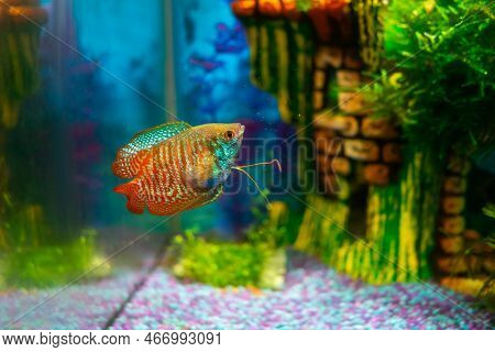 Lalius, Colisa Lalia Fish In A Home Aquarium