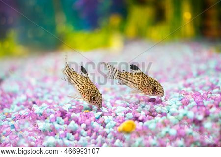Corydoras Trilineatus Julii Fish In A Home Aquarium