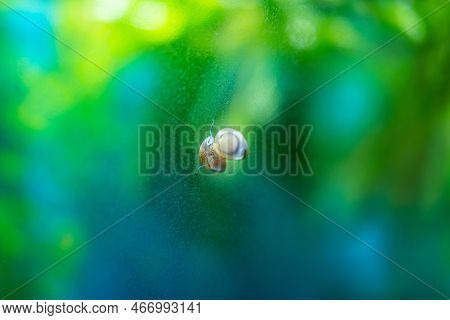 Snail Theodoxus In A Home Aquarium