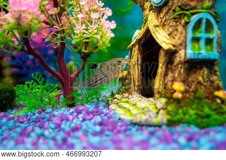 Corydoras Trilineatus Julii Fish In A Home Aquarium