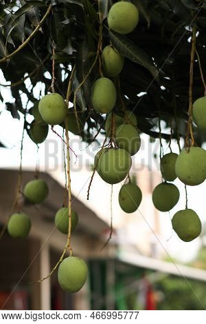Mango Trees That Are In Season Bear Fruit And Have Lots Of Fruit On A Tree