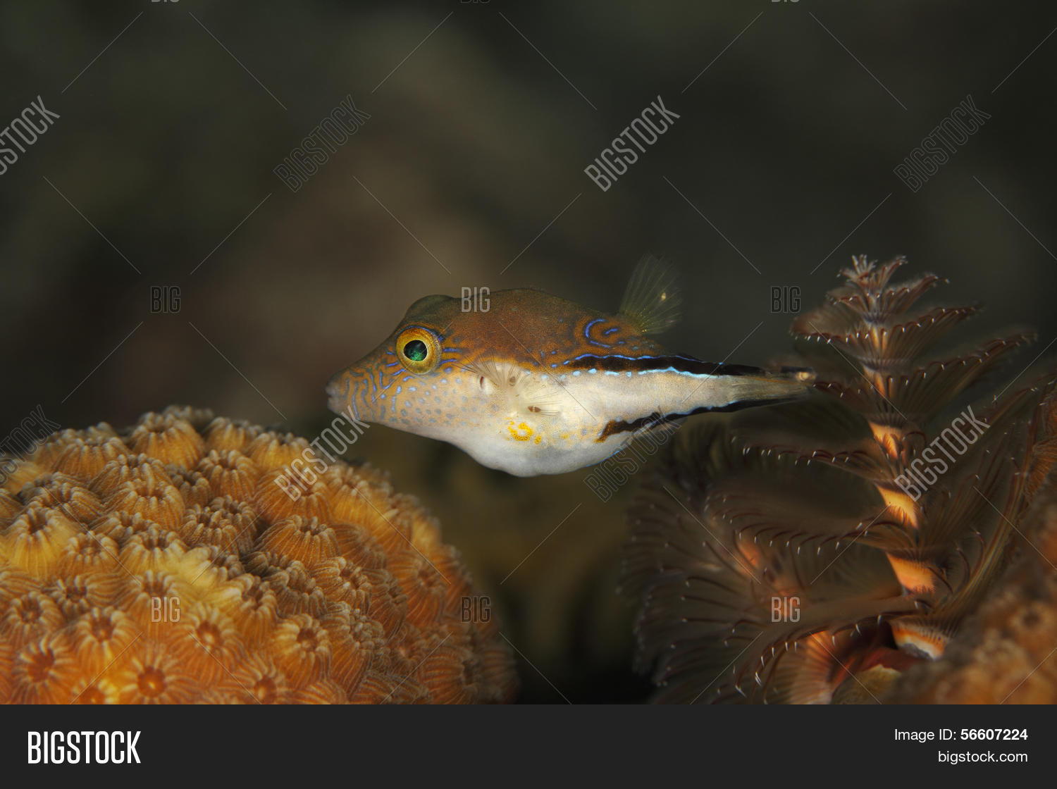 Image Preview
