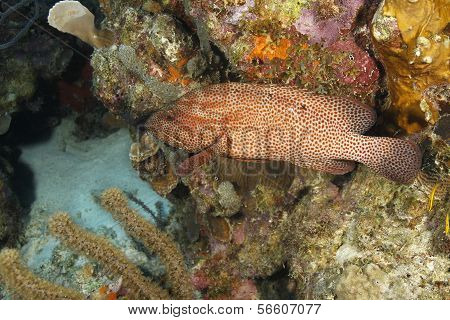 Graysby Swimming On A Coral Reef