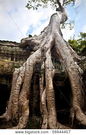  Bayan grande árvore que cresce sobre a antiga ruína do templo budista de Ta Phrom na região de Angkor, Camboja.