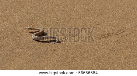 Young Dune Adder Or Sidewinder Snake With Trail