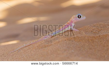 Palmatogecko (pachydactylus Rangei), Also Known As Web-footed Gecko