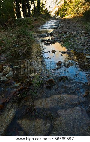 Forest River
