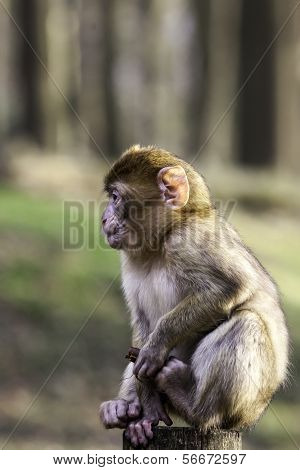 Young Barbary Monkey Sitting On A Wooden Pole