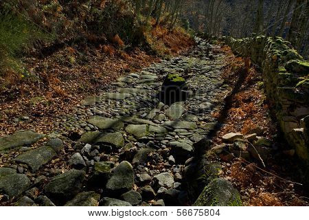 Pathj Shadows