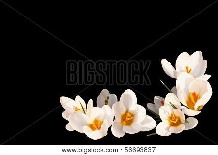 White crocus on a black background