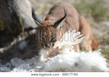 Lynx