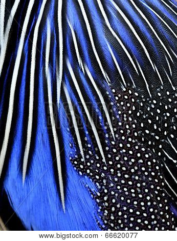 Close Up Of Blue And Black Bird Feathers In Great Details Of Texture Background