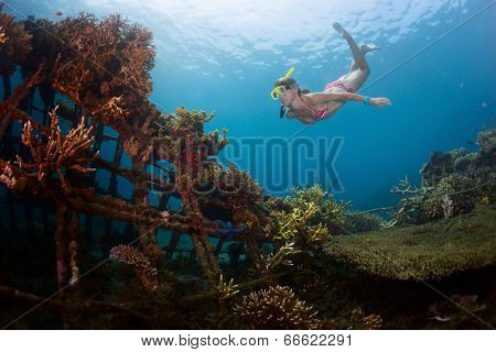 Young lady snorkeling over metal structure with planted corals in the reef restoration area in Pemuteran village. Bali island