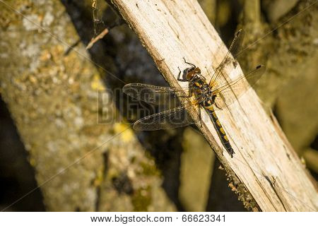 Leucorrhinia Rubicunda