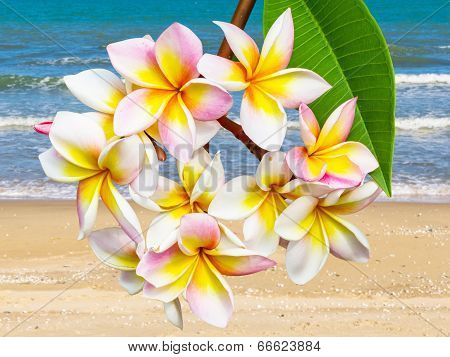Leelawadee Flower At Beach