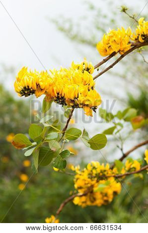 Yellow, Yellow Flowers