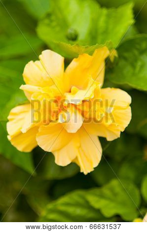 Yellow Hibiscus Flower In The Garden