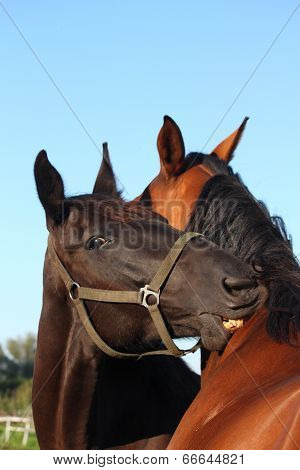 Black And Brown Horses Nuzzling Each Other