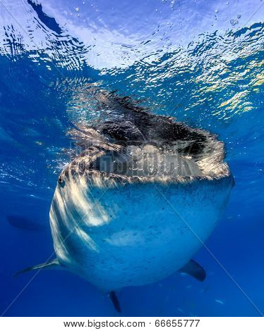 Whale Shark Near The Surface