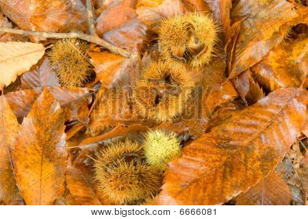 Efterårsfarver kastanje blad