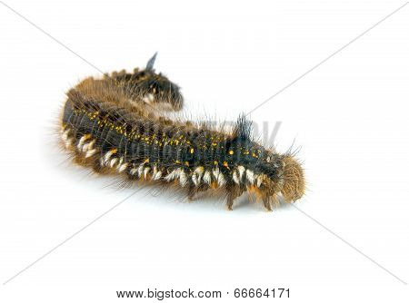 Caterpillar
