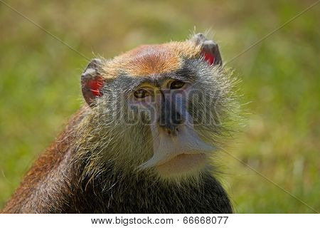 Patas Monkey