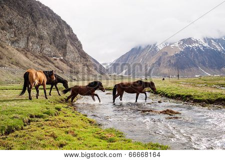 Horses In The Mountains