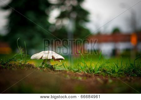Mushroom Or Toadstool Against Blurred Bokeh Background