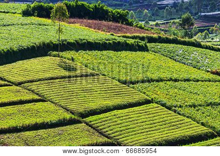 Fields in Dieng Plateo,Indonesia,Java